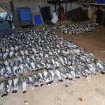 Rows of pigeons in a barn.