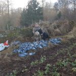 Man sat with dog in a field with pigeons around him