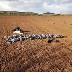 Dog in muddy ploughed field with pigeons