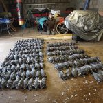 Rows of pigeons laying in a barn.