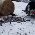 Pigeon laid in snow covered field with rolls of hay.