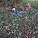 Black and white dog sitting in a field surrounded by pigeons.