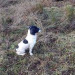 Black and white dog sitting alert in a field.