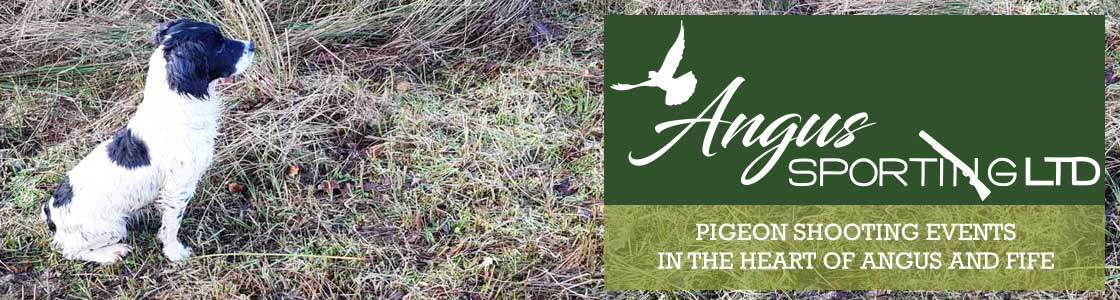 Angus Sporting Ltd Pigeon Shooting Events dog on grass in field